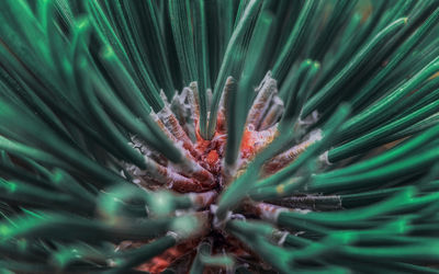 Pine tree branch macro photo