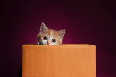 Portrait of cat against black background