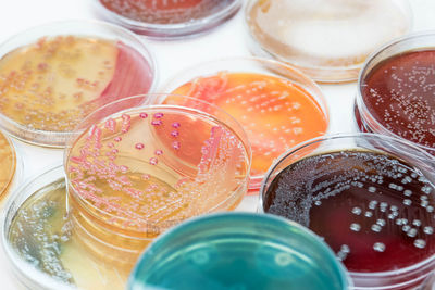 High angle view of chemicals in petri dishes on table against white background