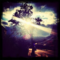Sun shining through trees