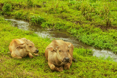 Lion relaxing in grass