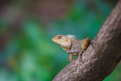 Close-up of a lizard on branch