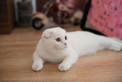 White cat lying on floor at home