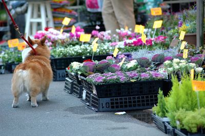 View of a dog in flower pot