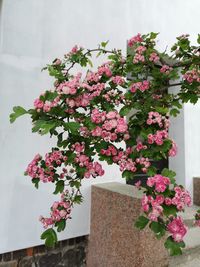 Close-up of pink flowering plant against wall