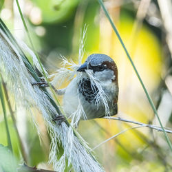 Close-up of bird perching on plant