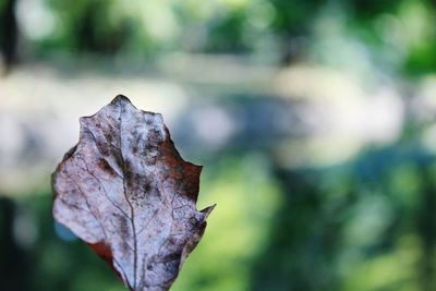 Close-up of dry leaf on plant