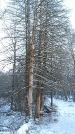 Bare trees in forest during winter