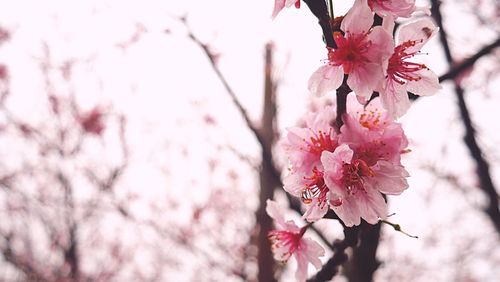 Low angle view of pink cherry blossoms in spring