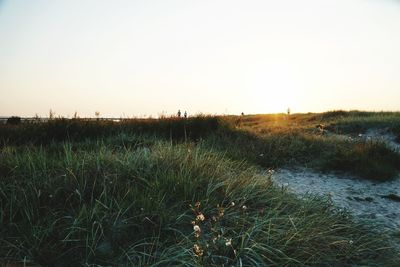 Scenic view of field against clear sky during sunset