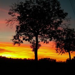 Silhouette tree on field against sky during sunset