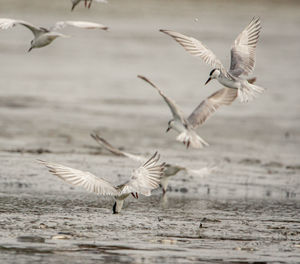 Seagulls flying over sea