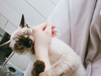Siamese cat holding woman hand at home