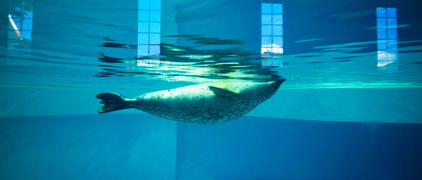 Seal swimming at shimoda aquarium
