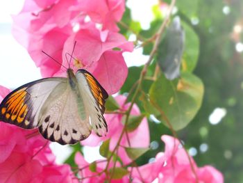 Close-up of butterfly pollinating on pink flower