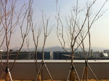 Bare tree by sea against buildings in city