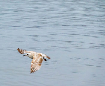 Seagull flying over lake