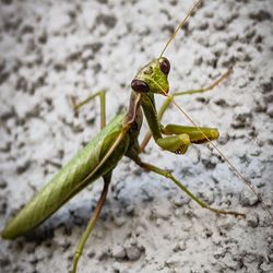 Close-up of insect on rock