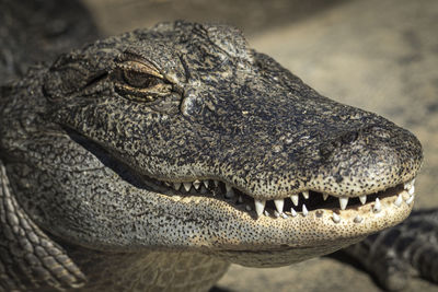 Close-up of a turtle