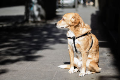 Close-up of dog on street