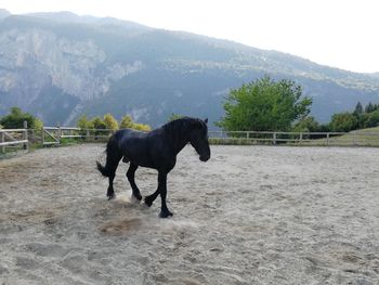 Horse standing in ranch