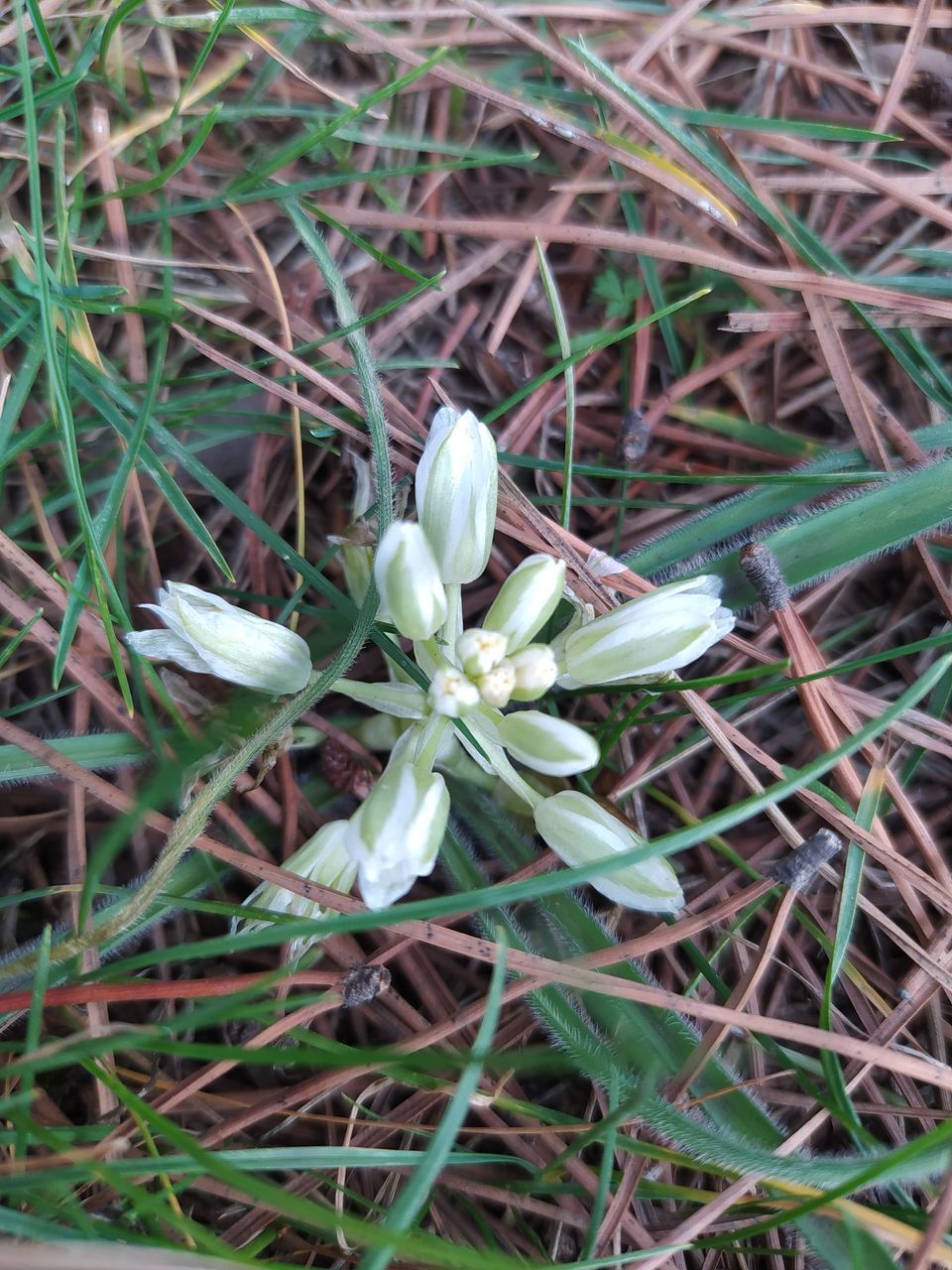 CLOSE-UP OF WHITE FLOWERING PLANTS ON LAND