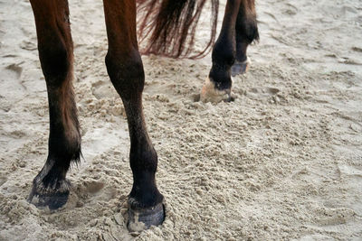 Low section of horse standing on sand