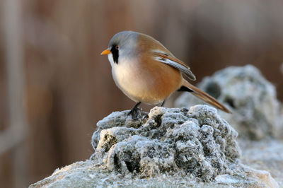 Close-up of bird perching on rock