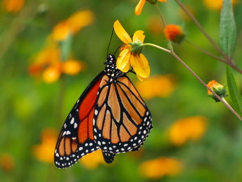 Close-up of butterfly pollinating on flower