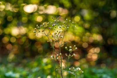 Close-up of flowering plant