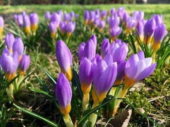 Close-up of purple flowers blooming in field