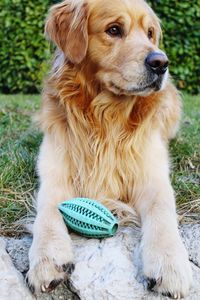 High angle view of golden retriever sitting on grass