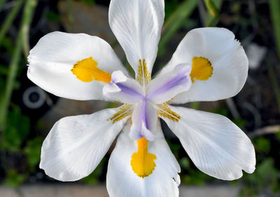 Close-up of white flowers blooming outdoors