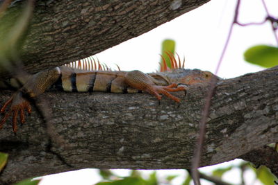 Close-up of lizard on tree trunk