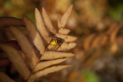 Close-up of ladybug on leaf