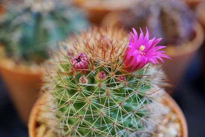 Close-up of cactus plant