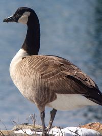 Close-up of a bird