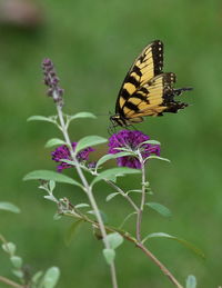 Butterfly on purple flower