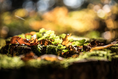 Close-up of plants growing on field