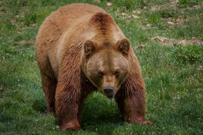 High angle view of bear standing on grassy field