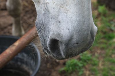 Close-up of a horse  nose on field