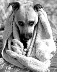 Close-up portrait of dog