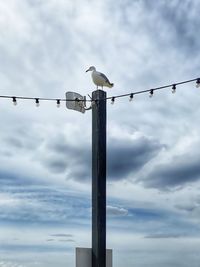 Low angle view of seagulls perching on wooden post against sky
