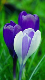 Close-up of purple tulip flowers on field