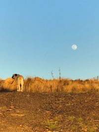 moon