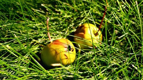 Close-up of butterfly on grass in field