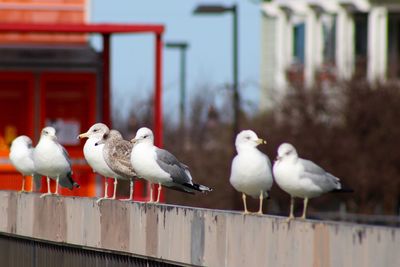 Seagull perching on white wall