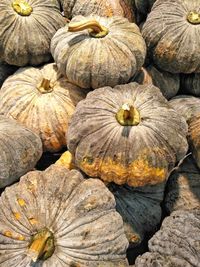 Group of pumpkin