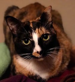 Close-up portrait of cat