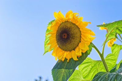 Close-up of yellow sunflower against blue sky
